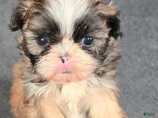 Shih Tzu dogs Teddy - Ad 29