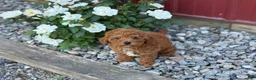 Toy Poodle dogs for sale: Pepper - Ad 9