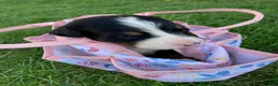 Bernese Mountain Dog dogs for sale: Sash - Ad 11