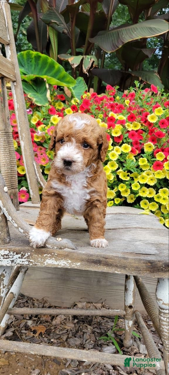 Mini Goldendoodle dogs Buster - Ad 2