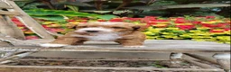 Mini Goldendoodle dogs for sale: Buster - Ad 2