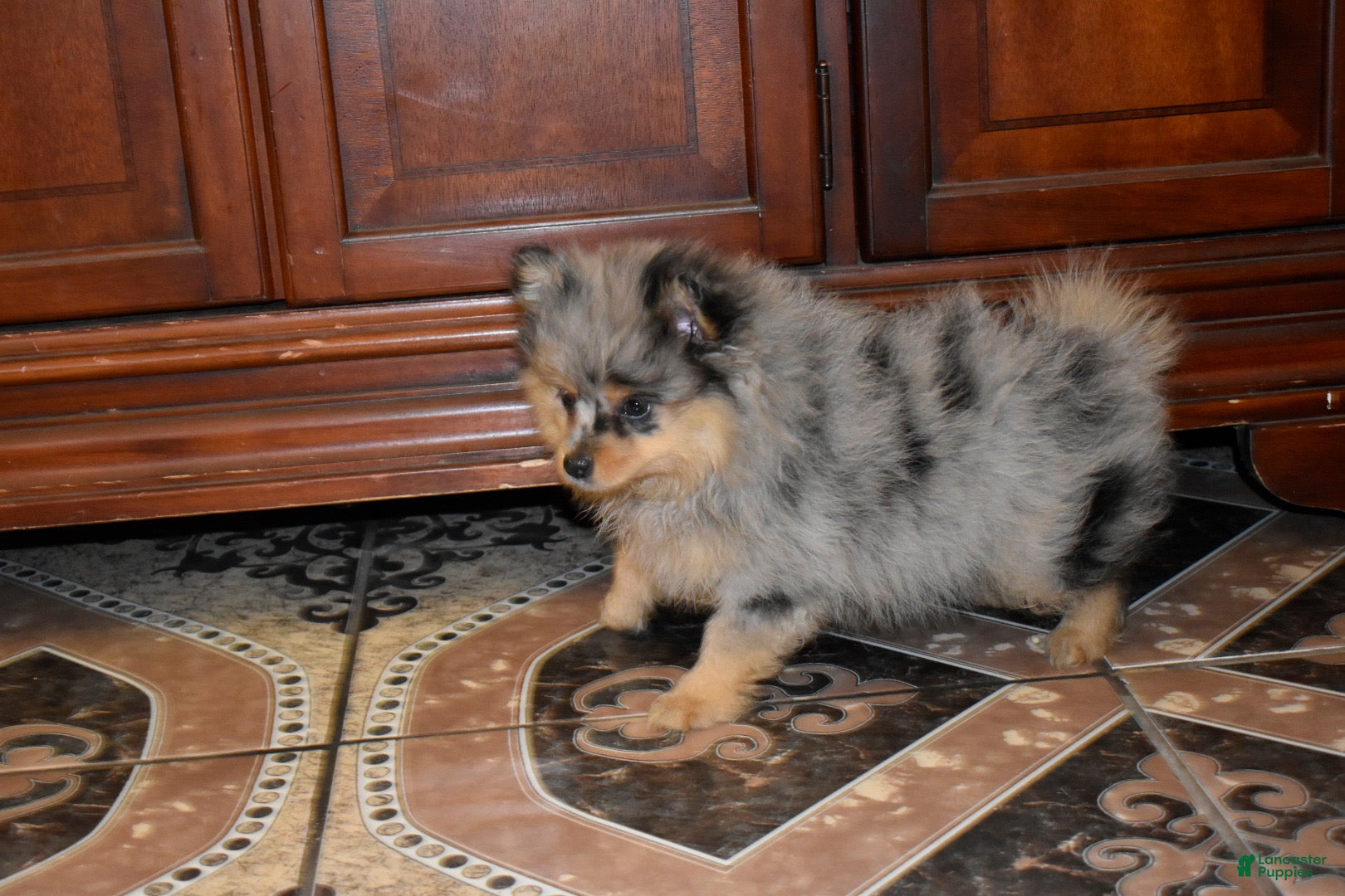 Pomeranian dogs Bella Merle tricolor  - Ad 1