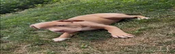 American Bully dogs for sale: Kush - Ad 3