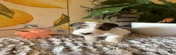 Wire Fox Terrier dogs for sale: Fru Fru  - Ad 22