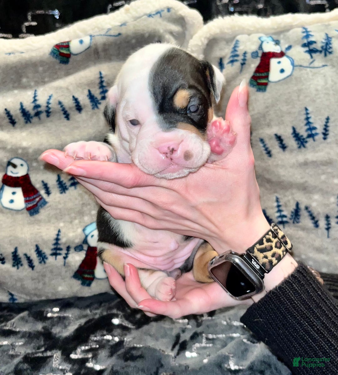 Olde English Bulldogge dogs for sale: Teeter - Ad 7