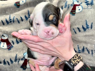 Olde English Bulldogge dogs Teeter - Ad 5