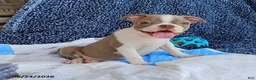 Boston Terrier dogs for sale: Rhinestone - Ad 3