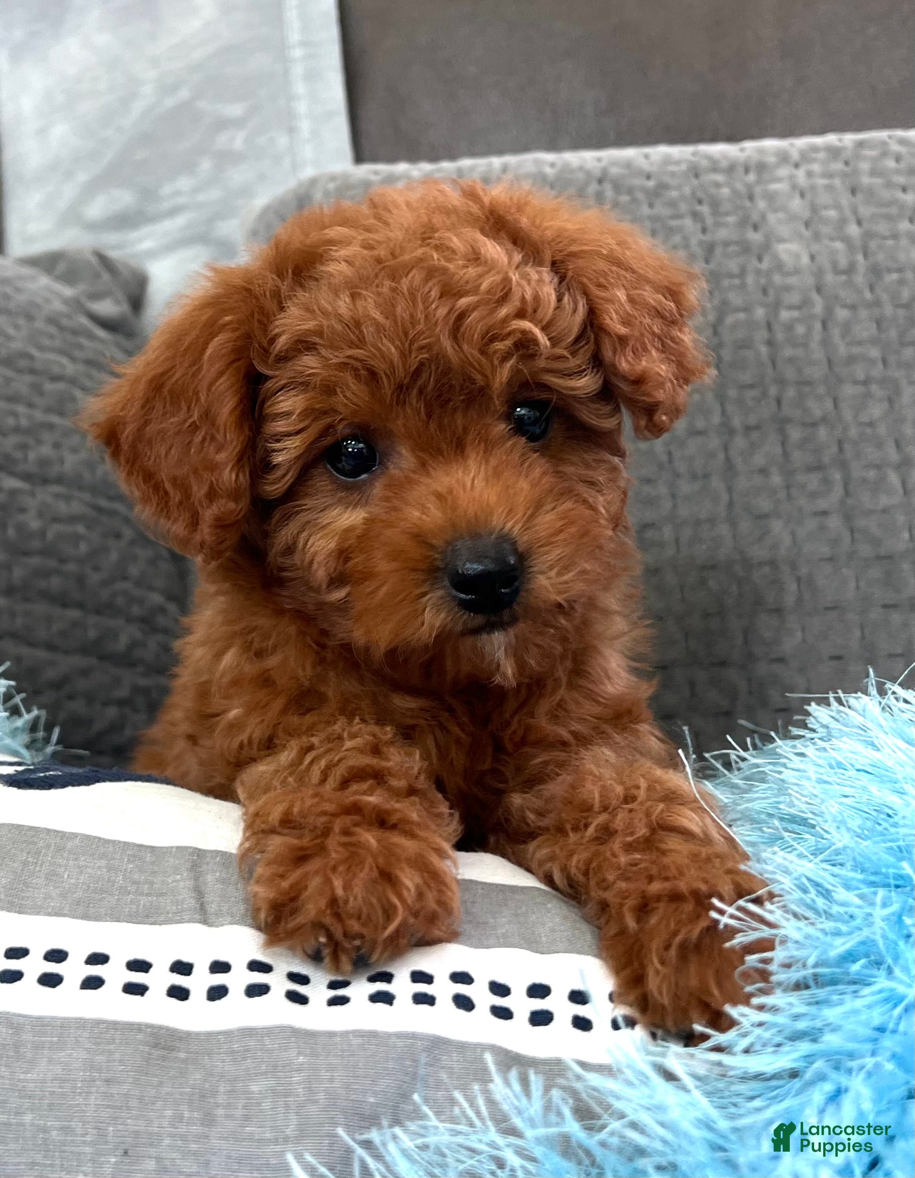 Mini Goldendoodle dogs Murphey (Micro Mini Boy) - Ad 1