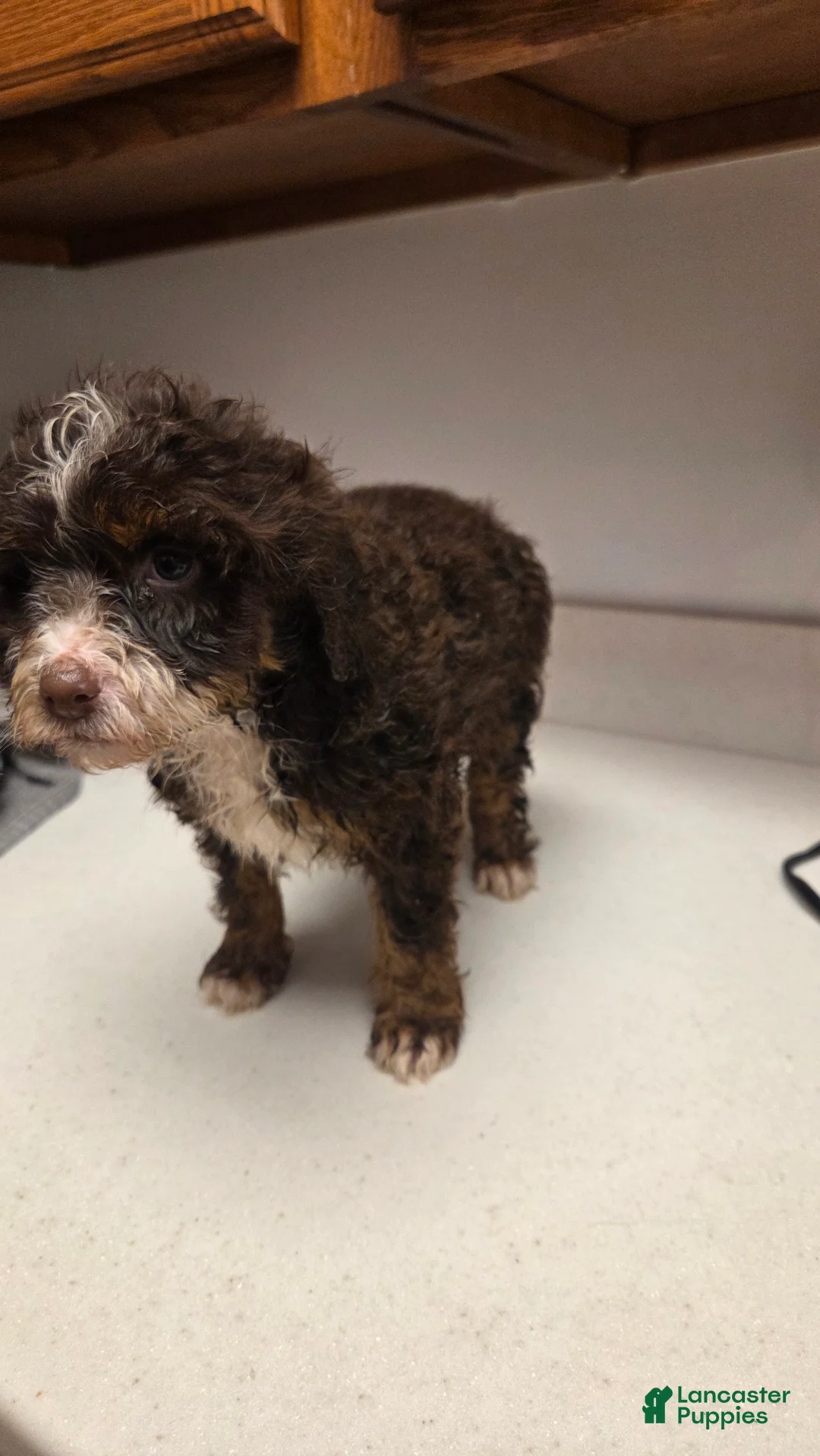 Bernedoodle dogs for sale: Bernedoodle Puppy 5 - Ad 6