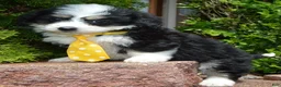 Mini Bernedoodle dogs for sale: Mini Bruno - Ad 14