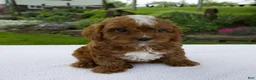 Cavapoo dogs for sale: Ian - Ad 7