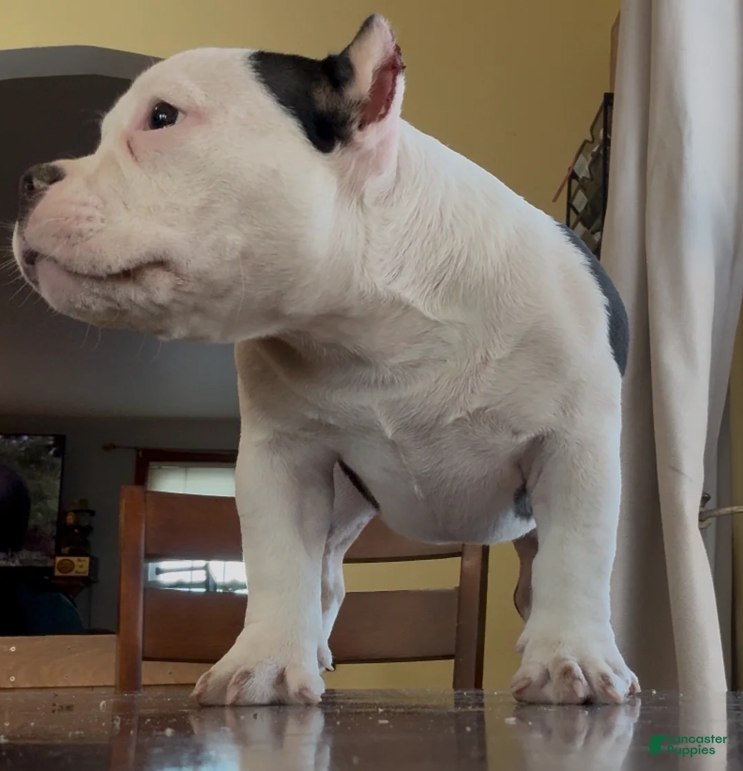 American Bully dogs for sale: Micro Girl  - Ad 3