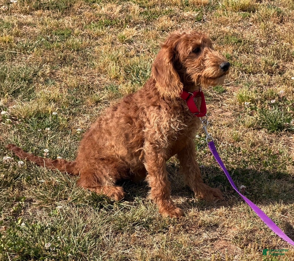 Labradoodle dogs Jessie - Ad 25