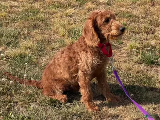 Labradoodle dogs Jessie - Ad 25