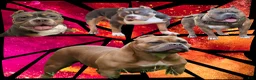 American Bully dogs for sale: sonya - Ad 10