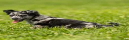 Chihuahua dogs for sale: Ryder Chihuahua Puppy  - Ad 12