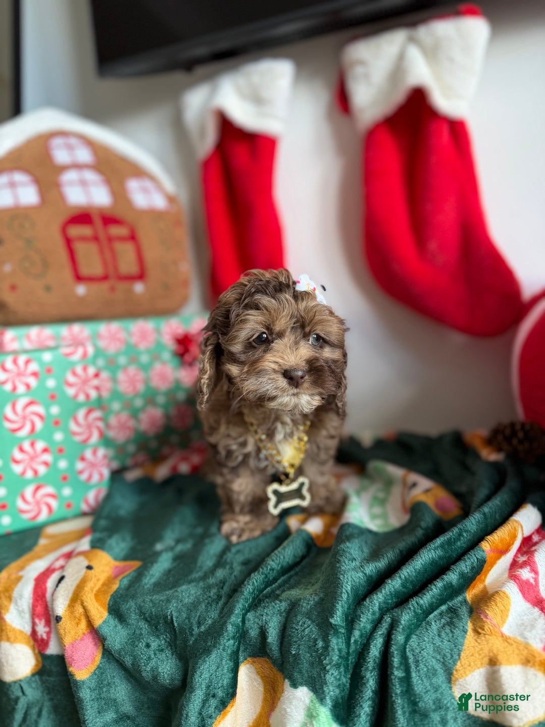 Cockapoo dogs for sale: Princess - Ad 2