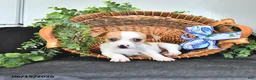 Jack Russell Terrier dogs for sale: Tucker - Ad 1