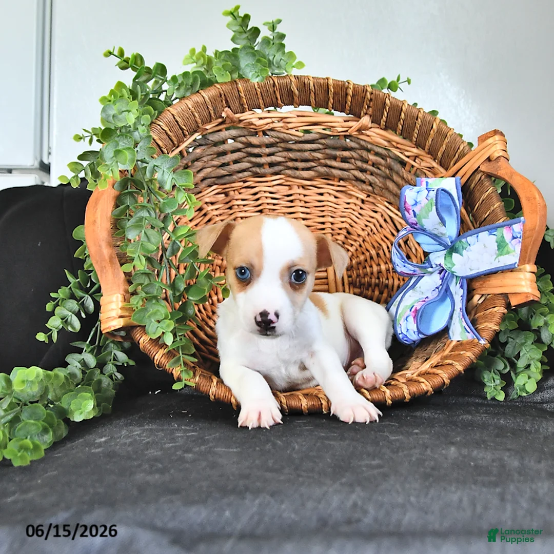Jack Russell Terrier dogs for sale: Tucker - Ad 1