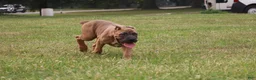 Cane Corso dogs for sale: Aries  - Ad 28