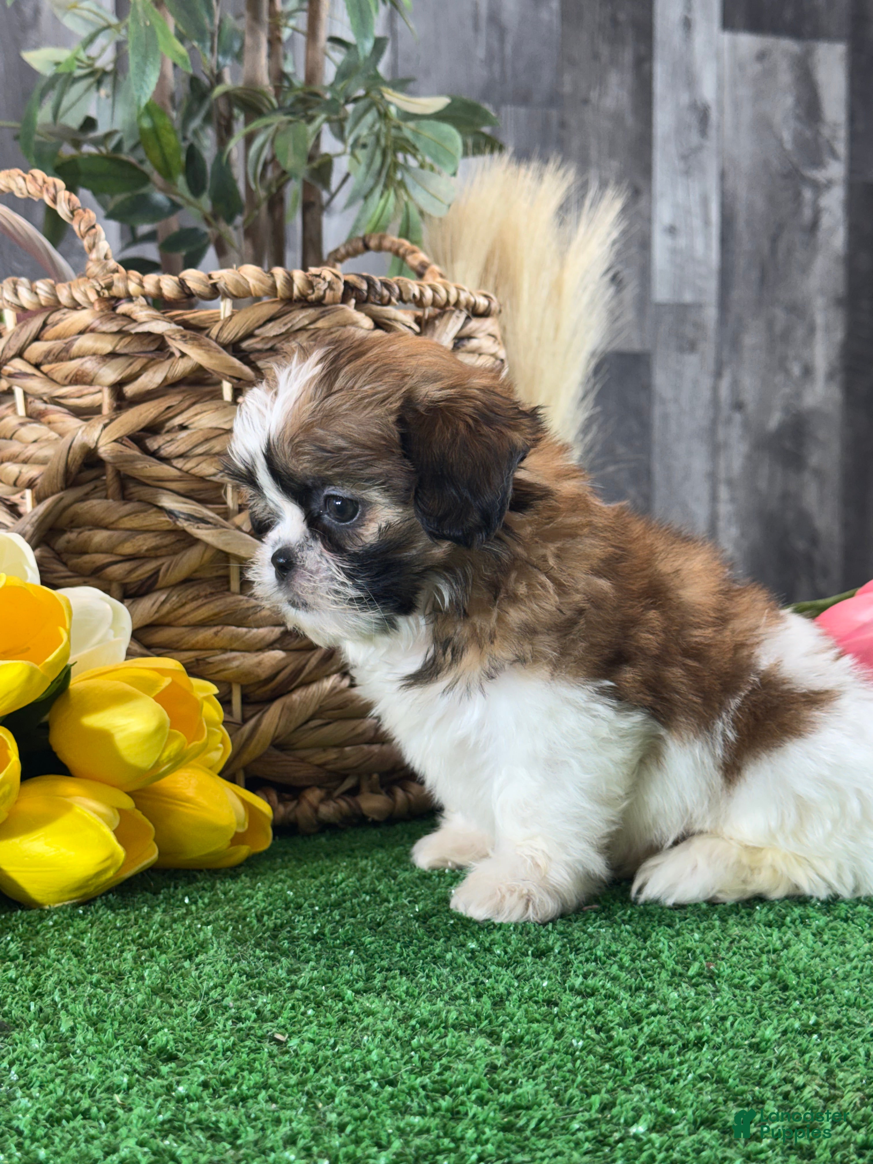 Shih Tzu dogs for sale: Starla🍟 - Ad 3