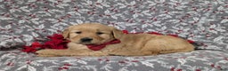 Golden Retriever dogs for sale: Braedon - Ad 5