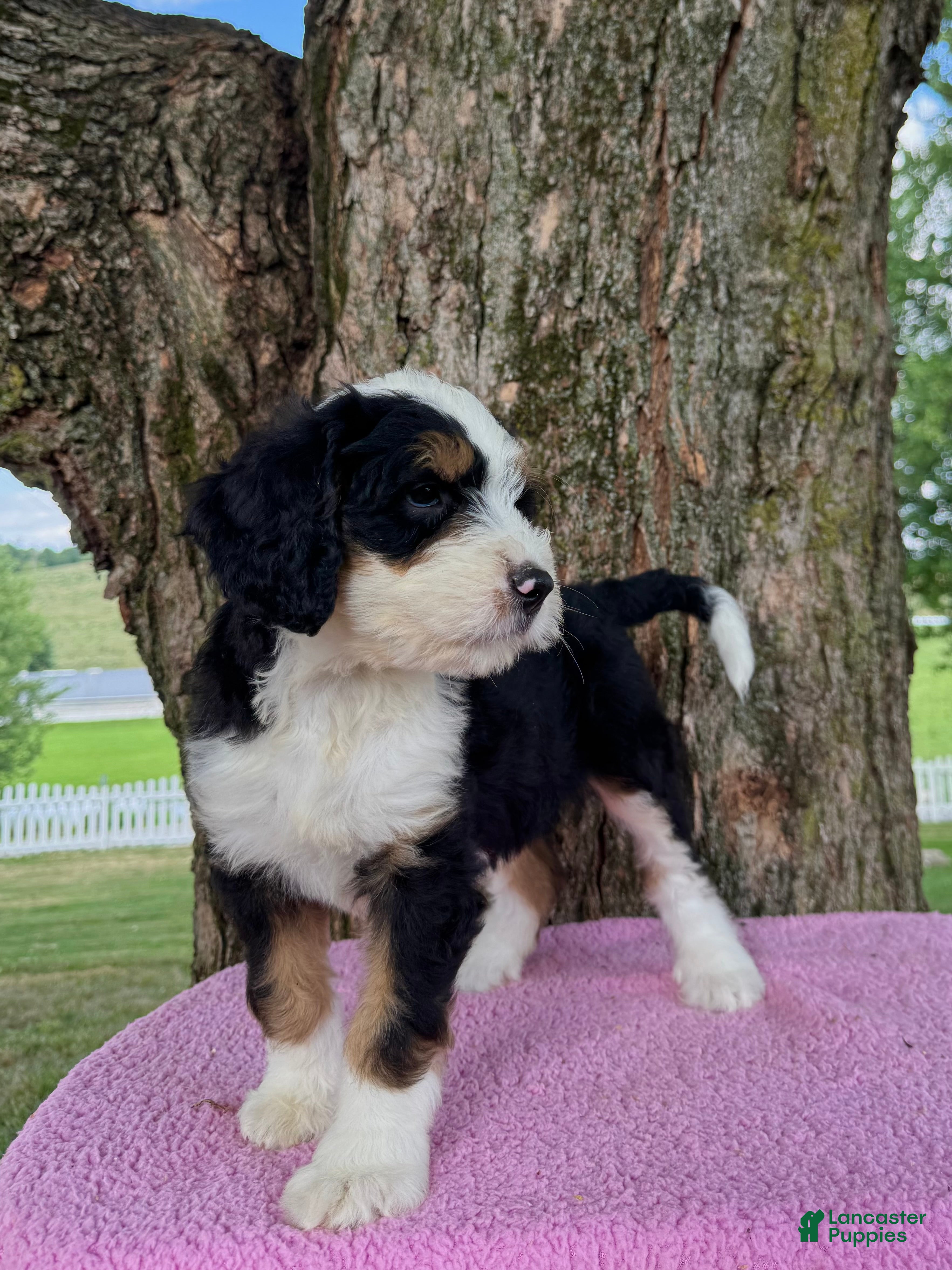 Bernedoodle dogs Honey - Ad 1