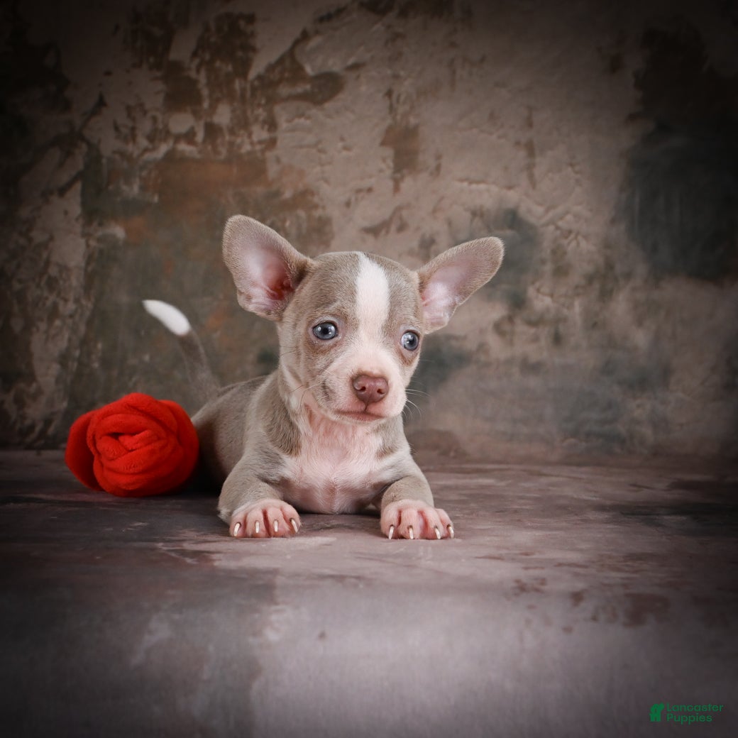 Chihuahua dogs for sale: Jay - Ad 7