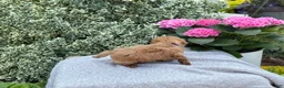 Toy Poodle dogs for sale: Penny - Ad 10