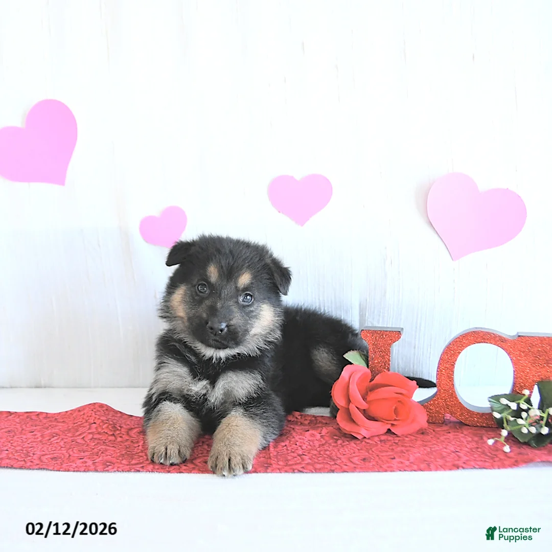German Shepherd dogs for sale: Suella - Ad 1