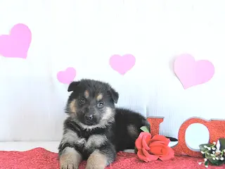 German Shepherd dogs Suella - Ad 7