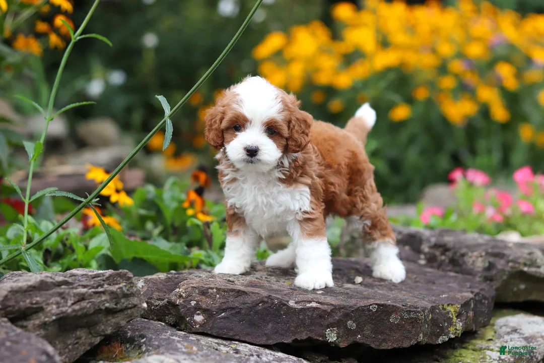 Cavapoo dogs for sale: Brody - Ad 2