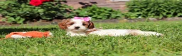 Cockapoo dogs for sale: Ava - Ad 7
