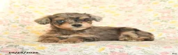 Mini Goldendoodle dogs for sale: Olivia - Ad 3