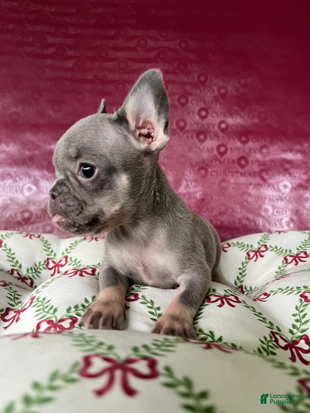 French Bulldog dogs for sale: Reese’s Akc - Ad 7
