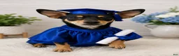 Chihuahua dogs for sale: Chihuahua girl  - Ad 1