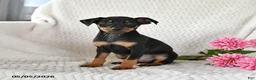 Miniature Pinscher dogs for sale: Tucker - Ad 5