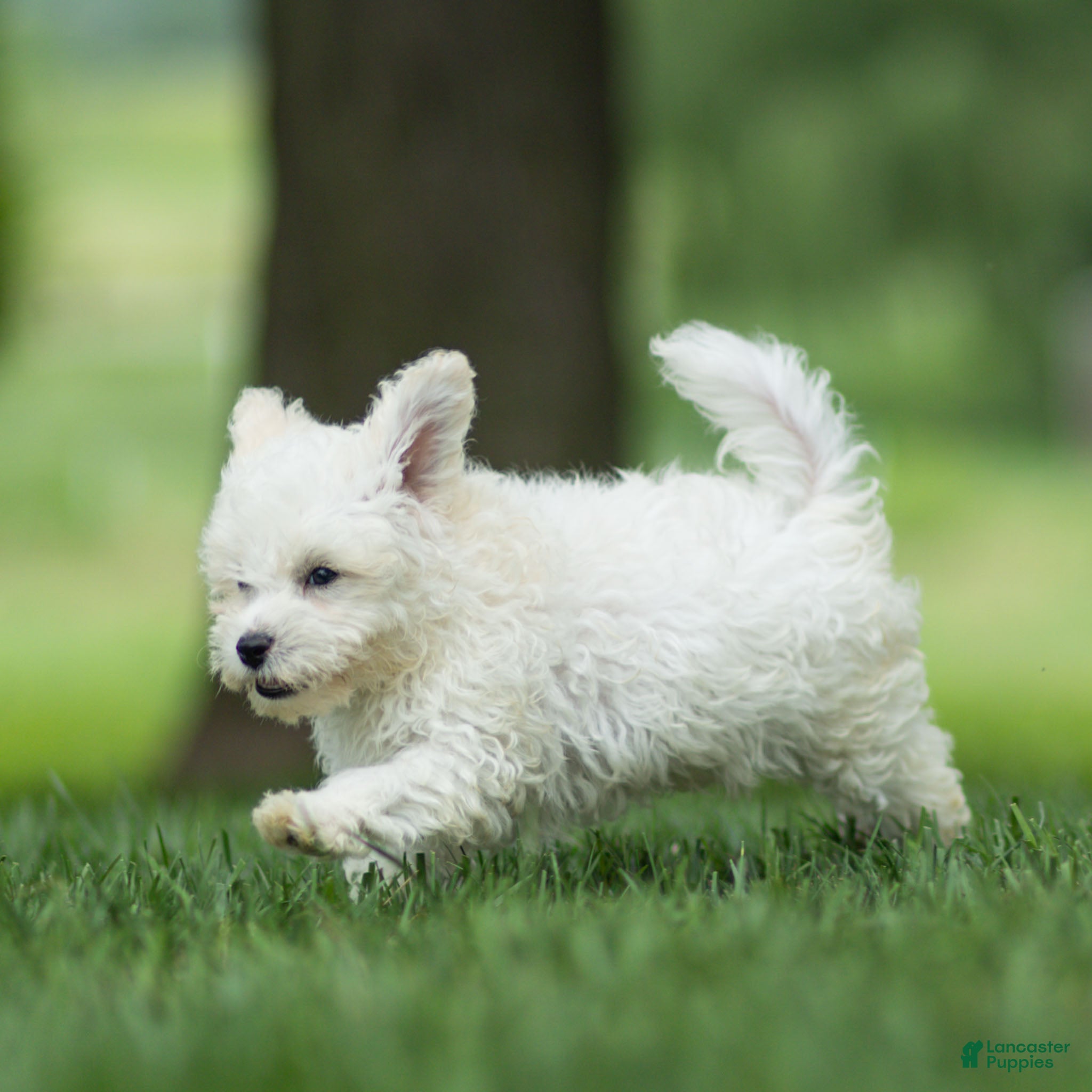 Maltipoo dogs Jesse Maltipoo  - Ad 1
