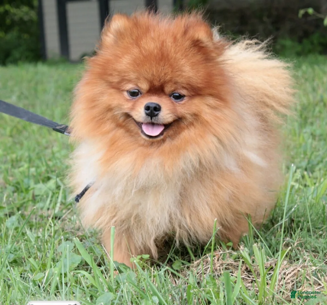 Pomeranian dogs for sale: Tiny Teddy Bear  - Ad 19