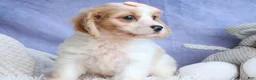 Cavachon dogs for sale: RHODA - Ad 12