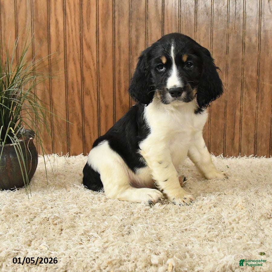 English Springer Spaniel dogs Falcon - Ad 5