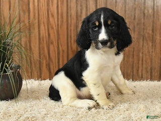 English Springer Spaniel dogs Falcon - Ad 5