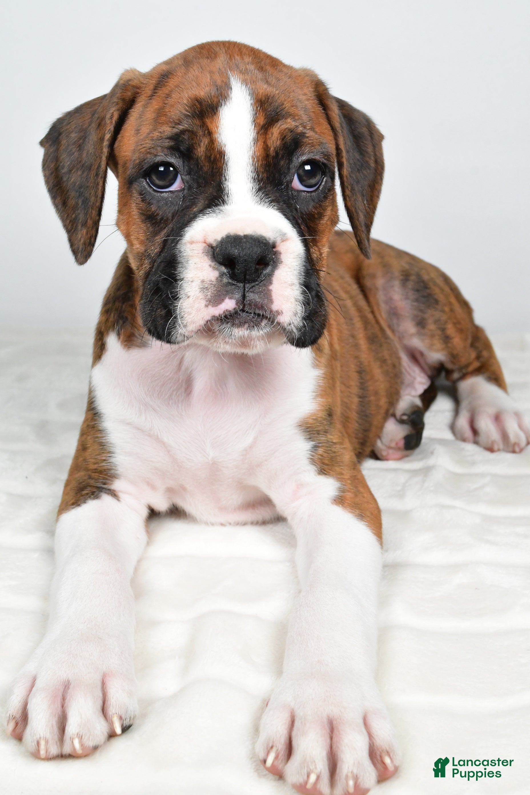 Boxer dogs Dinah - Ad 2