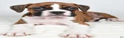 Boxer dogs for sale: Dinah - Ad 2