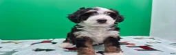 Bernedoodle dogs for sale: Ranger - Ad 5