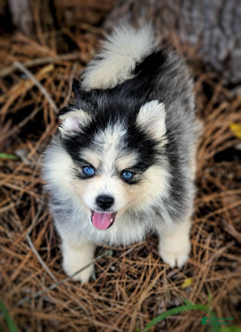 Pomsky dogs Pomsky Puppy Boy - 4 of 5 - Ad 12