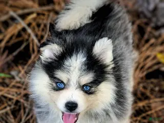 Pomsky dogs Pomsky Puppy Boy - 4 of 5 - Ad 6