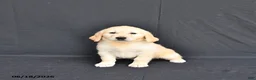 Golden Retriever dogs for sale: Jewelz     extra small - Ad 3