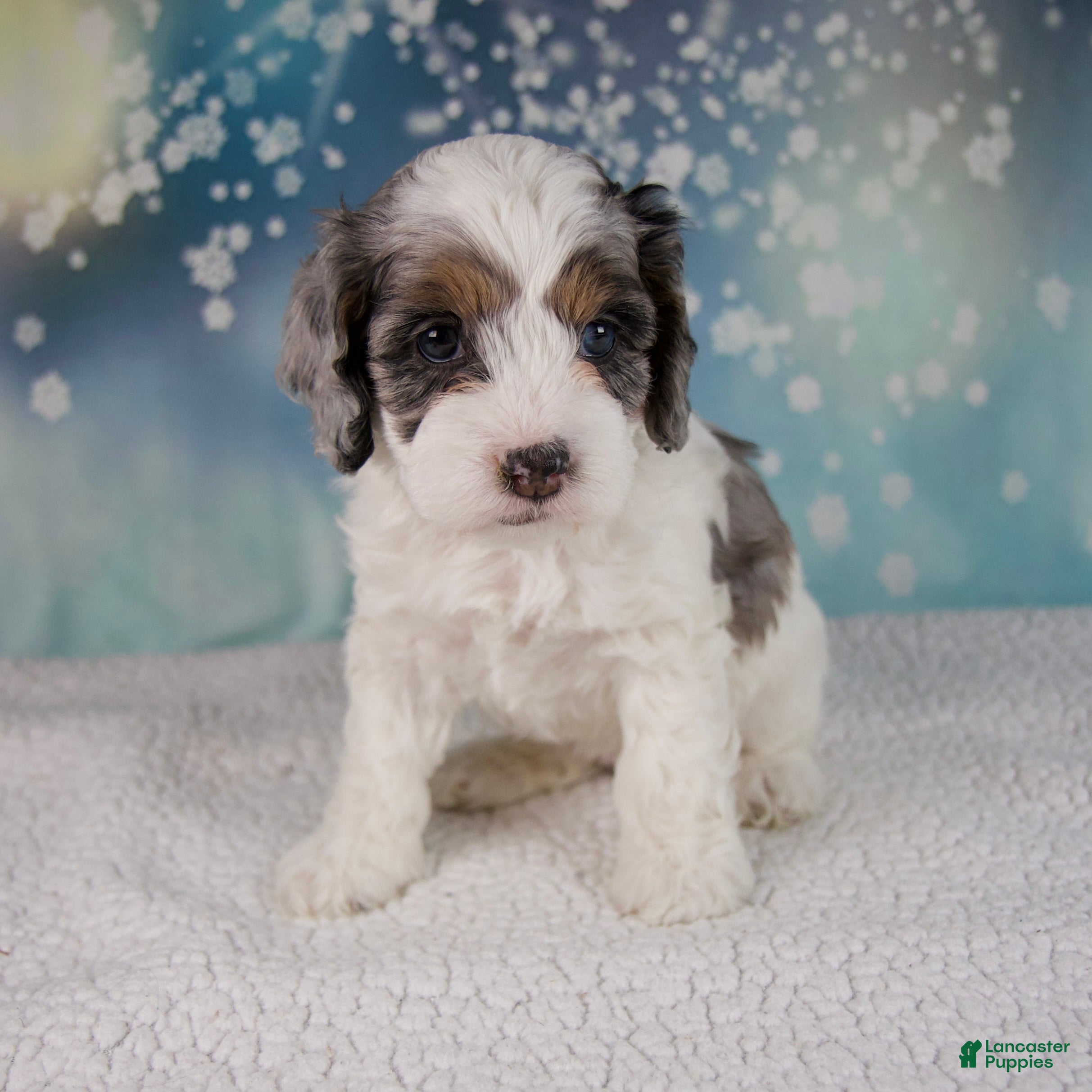 Cockapoo dogs Cassie - Ad 3