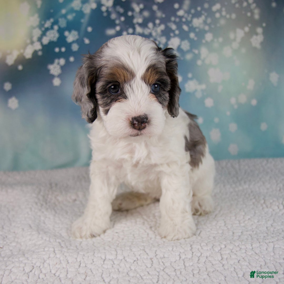 Cockapoo dogs for sale: Cassie - Ad 1